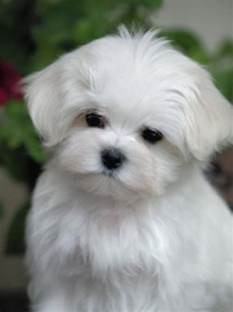 bichon maltais nain.